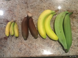 The variety of different bananas I picked up.