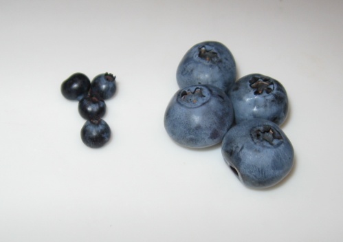For a bit of comparison you can see the wild blueberries (or are they bilberries? [ http://en.wikipedia.org/wiki/Vaccinium_myrtillus#Confusion_between_bilberries_and_American_blueberries]) next to some that I picked in my parents’ garden (this years crop are particularly large)