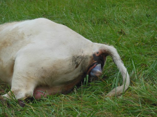 Poor Snowflake couldn't make any progress past this...