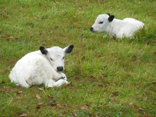 2/3 of our new heifers.