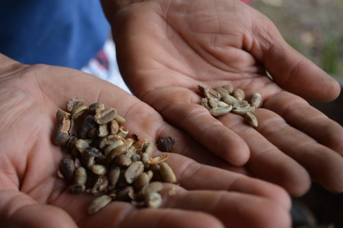 Coffee- Having had an introduction to traditional coffee processing methods in Belize, I got a review in The Galapagos. Here you can see the unroasted cleaned and uncleaned beans.