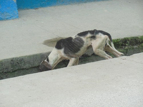 Dogs are also generally left to be “free-range”, often with tragic results.  It’s rather heartbreaking to see the starving, mangy dogs all over the streets. 