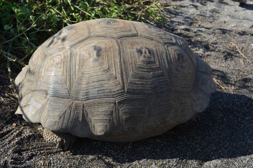 Unfortunately, this method of hiding didn't save tortoise from hungry sailors. Darwin writes how sailors would flip these hiding beasts over and carry them off to the ships for storage. Darwin also wrote about his attempts to ride these massive creatures!