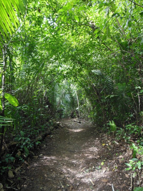 I snapped this as we took a walk in the Guanacaste National Park in Belmopan.  Here we saw (and more notably heard!) Howler Monkeys, which I think should more accurately be called Roaring Monkeys!