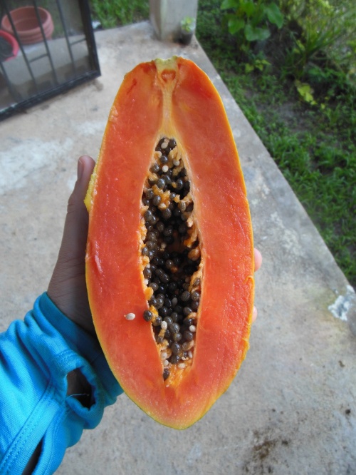 I’ve only had papaya a few times before, and I generally find them to be very “hit or miss”.  This one was certainly a “hit” with me, and I devoured it with a few good squeezes of Jamaican lime juice. 