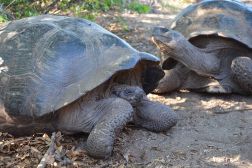 These giants are believed to live over 200 years, though it is hard to be sure since we haven’t been studying them that long.