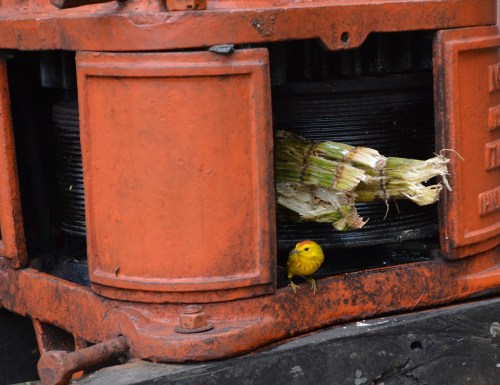 Diabetic Warbler?- This Yellow Warbler really liked to hang out on the sugar cane press!