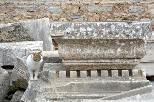 Ephesus (and other sites) was literally crawling with cats.  While people don't keep pets in their house in muslim culture, there are large populations of well fed cats in some public outdoor spaces.  They've actually made a documentary on the cats of Ephesus!