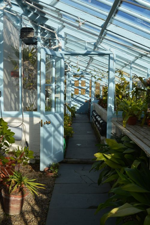 The Hot House at Down House.  A collection of orchids and carnivorous plants are maintained here.  This is where Darwin hypothesized that the orchid Angraecum sesquipeda was pollinated by moth with a long proboscis.  This was discovered to be true, 21 years after Darwin's death.  