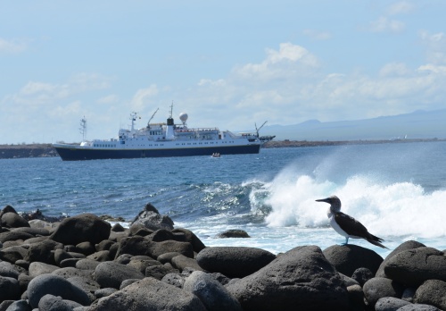A blue footed booby in the Galapagos, with the National Geographic Endeavour in the background.  