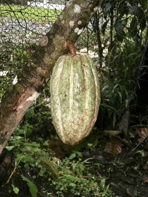 Cacao trees have many pods on them at one time and they sprout directly from the trunk or branches.  They ripen at different times, and are red and yellow when mature.  The best beans grow at lower altitudes, so El Quetzal doesn’t use the pods from their plants in Mindo (somewhere between 1000 and 2000m altitude) for making chocolate.  Instead they use these for decoration and/or share the fresh pulp amongst the workers as a snack.