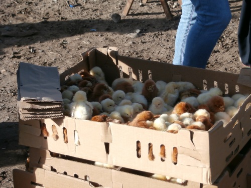 I asked if you could buy laying hens (what we would call pullets), and was told that no one would sell a good laying hen.  You could buy chicks though- I assume the brown paper bags on the side are for transportation once sold.