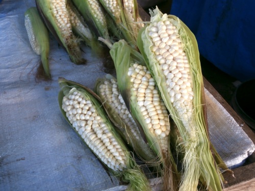 Corn generally looks quite a bit different as well.  I don't think Monsanto had anything to do with these ears!