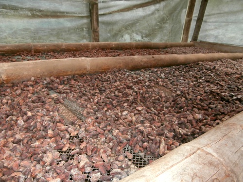 Once fermented, beans are laid out to dry.  Drying time depends on the temperature in the house. 