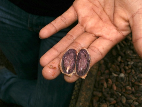 The heat from the fermentation process kills the "embryo" inside.  Initially these embryos start out purple, and they become brown as they cook and die.  Brown (dead) embryos make good chocolate (there's a reason chocolate is brown and not purple!).