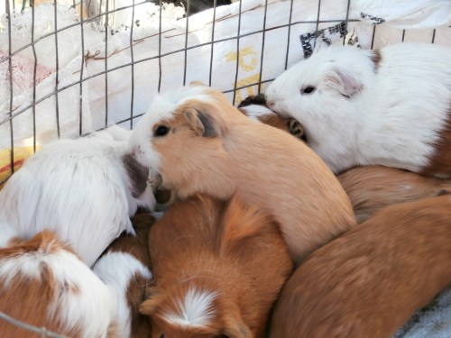 Guinnea pigs are a traditional meat source in this part of the world, and were prevalent in the market.