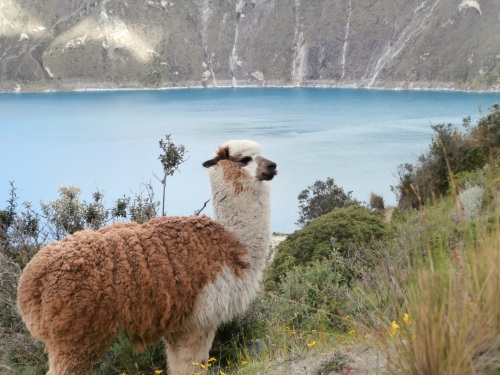 This llama was hanging out on the side of the caldera as we hiked back up.