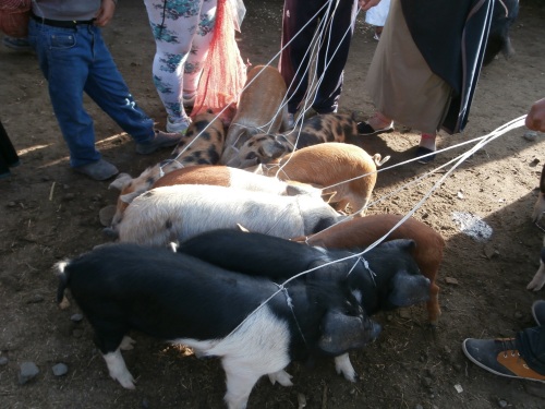 Piglets on leashes!