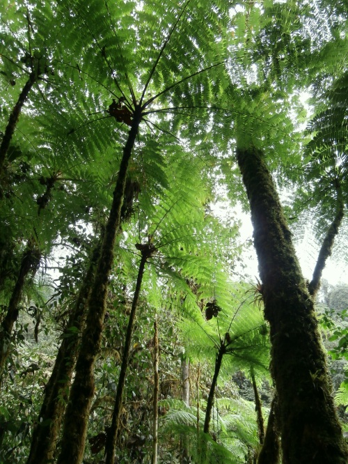 I loved these massive tree ferns.