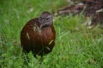 Weka